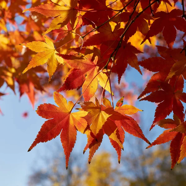 Японський Клен Acer Palmatum Яскравим Забарвленням Парку Восени — стокове фото