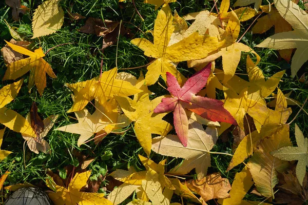 Bladeren Van Een Amerikaanse Zoetgom Boom Liquidambar Styraciflua Grond Herfst — Stockfoto