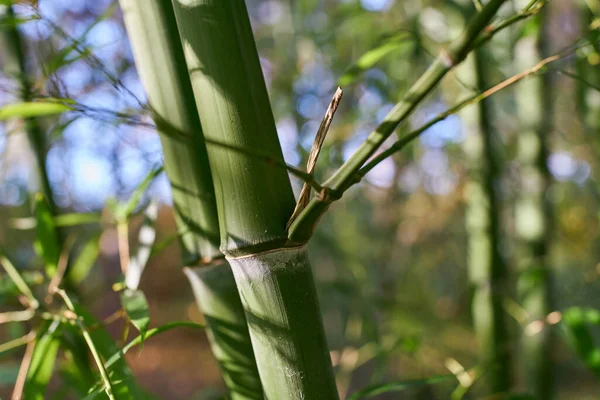 Stjälk Bambu Liten Bambuskog Trädgård Tyskland — Stockfoto