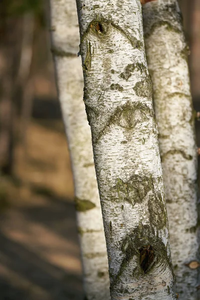 Almanya Bir Ormanda Tipik Beyaz Kabuklu Huş Ağaçları — Stok fotoğraf
