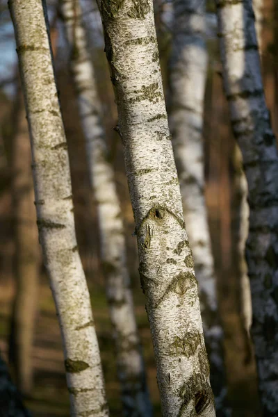 Bouleaux Écorce Blanche Typique Dans Une Forêt Allemagne — Photo