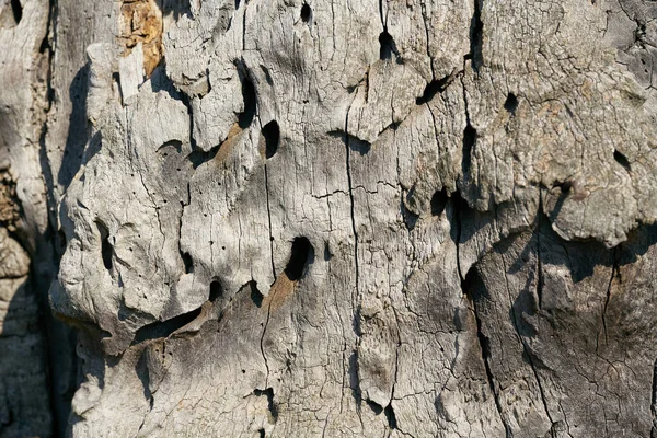 Büyük bir oğlak böceğinin tünelleri, Cerambyx cerdo, bir pedunculate meşe ağacının ormanında, quercus robur                               