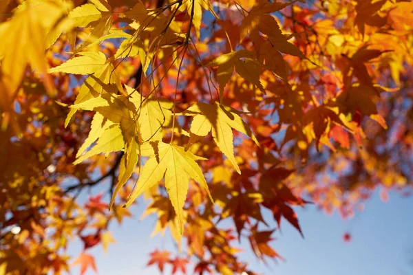 Japoński Klon Kolorowym Jesiennym Kolorem Parku Jesienią — Zdjęcie stockowe