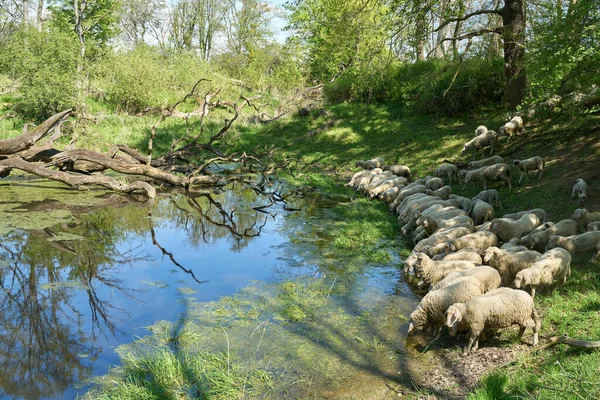 Flock Sheep Drinking Water Hole Wiesenpark Elbe River Magdeburg Germany — Stockfoto