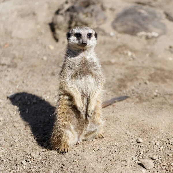 Alert Meerkat Sits Sand Keeps Watch Fear Birds Prey — Stockfoto