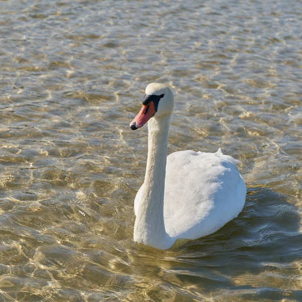 Mute Swan Cygnus Olor Beach Baltic Sea Kolobrzeg Poland — Foto de Stock