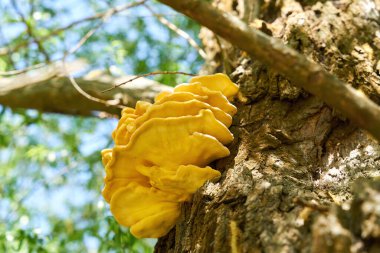   bright yellow common sulfur, fungus Laetiporus sulphureus on the trunk of an old willow tree                              clipart