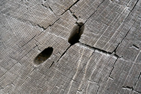 Tunnels Alimentation Grand Scarabée Capricorne Cerambyx Cerdo Dans Bois Chêne — Photo