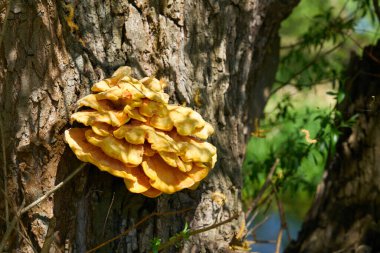  Söğüt ağacının gövdesinde parlak sarı sülfür mantarı Laetiporus sülfür.                              