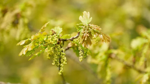 Inflorescencia Hojas Jóvenes Roble Inglés Roble Pedunculado Quercus Robur Primavera — Foto de Stock