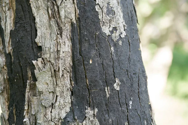 德国马格德堡一株枯死枫树上的隐孢子病引起的软皮树皮病 — 图库照片