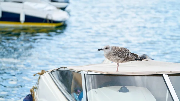 克罗地亚克尔克镇港口一艘汽船房顶上的海鸥 — 图库照片