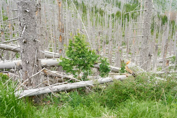 Entre Abetos Muertos Brocken Cerca Ilsenburg Parque Nacional Harz Nuevo — Foto de Stock