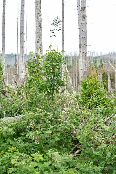 Entre Abetos Muertos Brocken Cerca Ilsenburg Parque Nacional Harz Nuevo — Foto de Stock