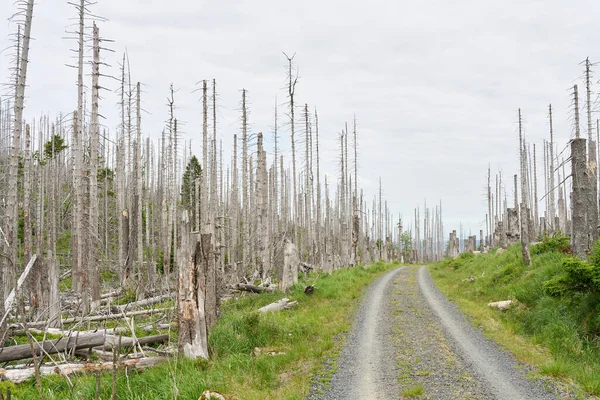 Abetos Muertos Una Ruta Senderismo Desde Ilsenburg Hasta Cumbre Del — Foto de Stock