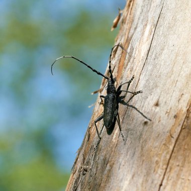  Oğlak böceği Cerambyx Scopolii Almanya 'da bir ormanda ağaç gövdesinde                              