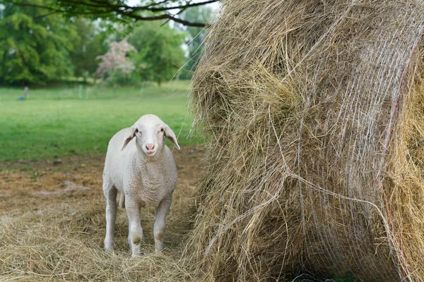 Junges Neugieriges Lamm Neben Einer Heurolle Auf Einer Weide — Stock fotografie