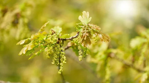 Young Leaves Inflorescence Pedunculate Oak Quercus Robur Park Backlit Sunshine — Stock Photo, Image