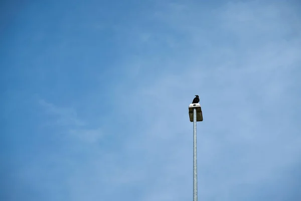 Cuervo Una Linterna Estilo Minimalismo Junto Lugar Para Texto — Foto de Stock