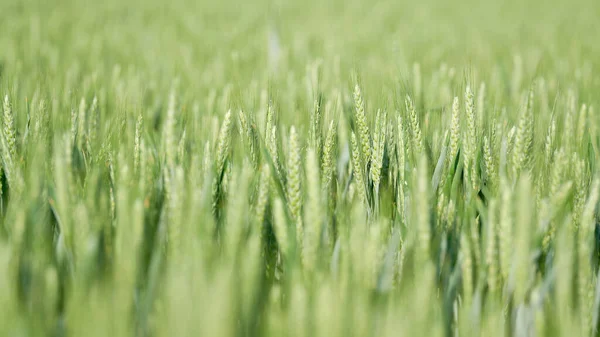 Barley Immature Green State Field Early Summer — Stok fotoğraf