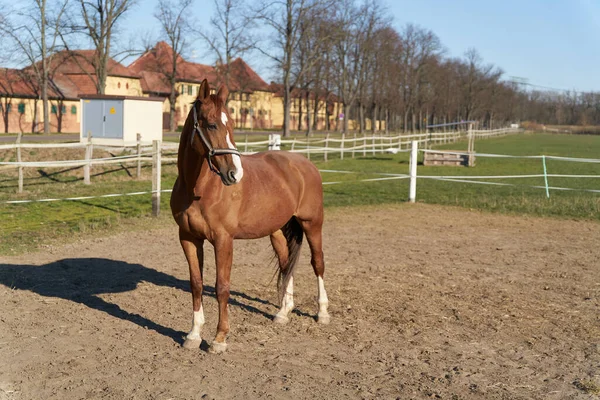 Horse Horse Farm Magdeburg Germany — Stock Fotó