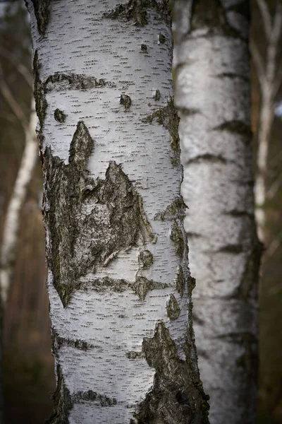 Abedules Con Corteza Blanca Típica Bosque Alemania — Foto de Stock