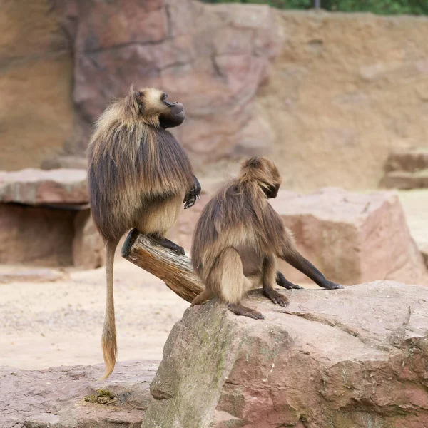 Two Captive Bleeding Heart Monkey Gelada Baboon Theropithecus Gelada Sitting — Foto Stock