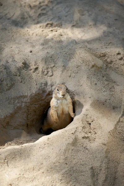 Vigilant Prairie Dog Cynomys Ludovicianus Looks Out Its Den Keeps — Stock Photo, Image