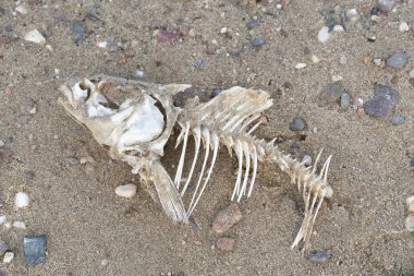 Skeleton of a dead fish on the bank of the river Elbe near Magdeburg in Germany                               