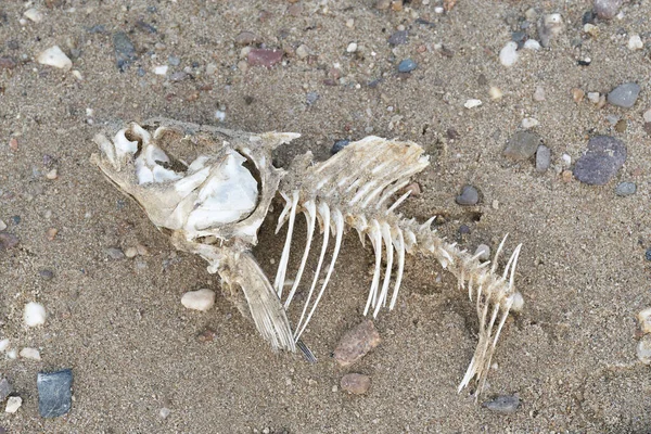 Skeleton of a dead fish on the bank of the river Elbe near Magdeburg in Germany