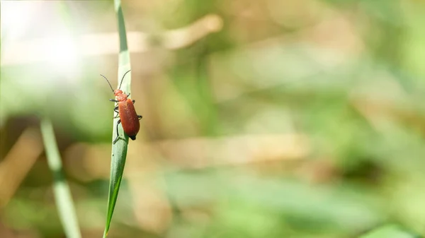 Escarabajo Cardenal Rojo Pyrochroa Serraticornis Trepando Sobre Una Brizna Hierba — Foto de Stock