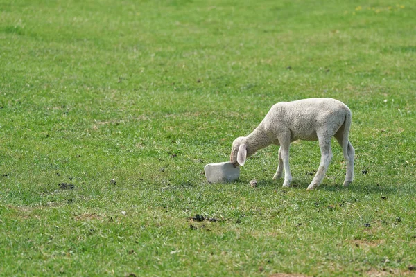 a single young lamb in a meadow licks at a salt lick