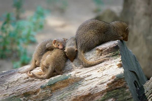 Young Mongoose Helogale Parvula Mother Rest Tree Trunk — Stock Photo, Image