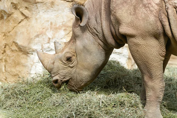 코뿔소에게 건초를 먹이고 관찰되고 — 스톡 사진