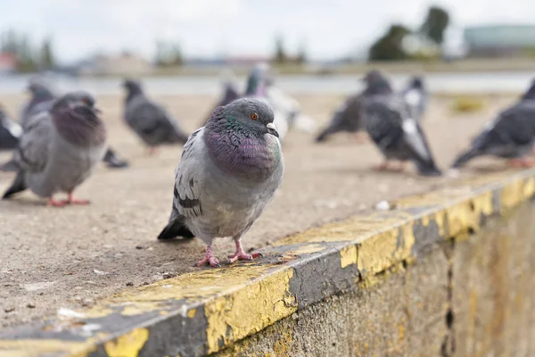 City Pigeons Port Swinoujscie Baltic Coast Poland — Stock Photo, Image