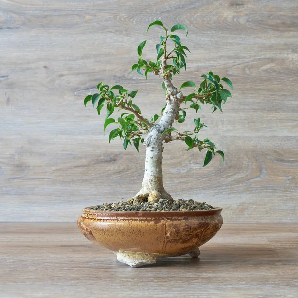 Weinende Feige Ficus Benjamina Als Bonsai Vor Einem Hintergrund Aus — Stockfoto