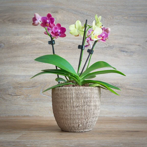 Zweifarbige Blühende Orchidee Blumentopf Vor Einem Hintergrund Aus Holz — Stockfoto