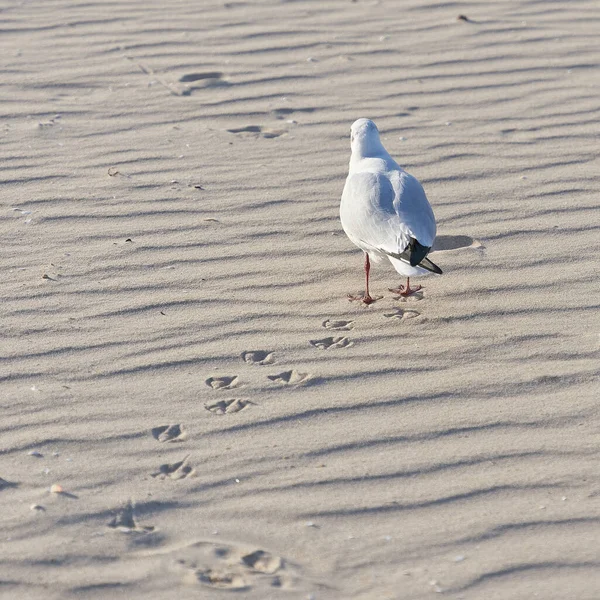 Mouette Tête Noire Chroicocephalus Ridibundus Marchant Long Plage Mer Baltique — Photo