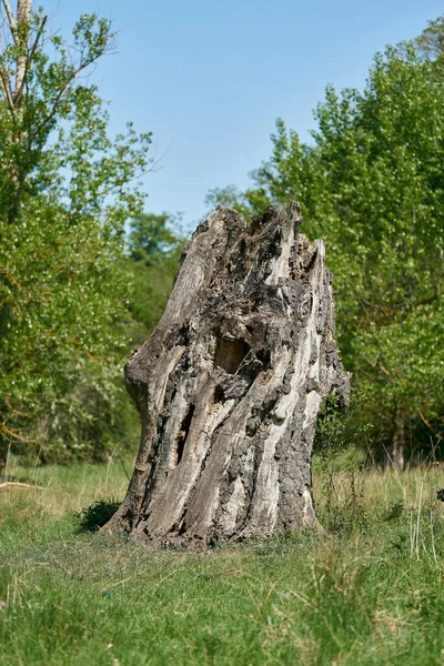 Reste Vieux Chêne Comme Arbre Habitat Habitatbaum Ces Arbres Morts — Photo