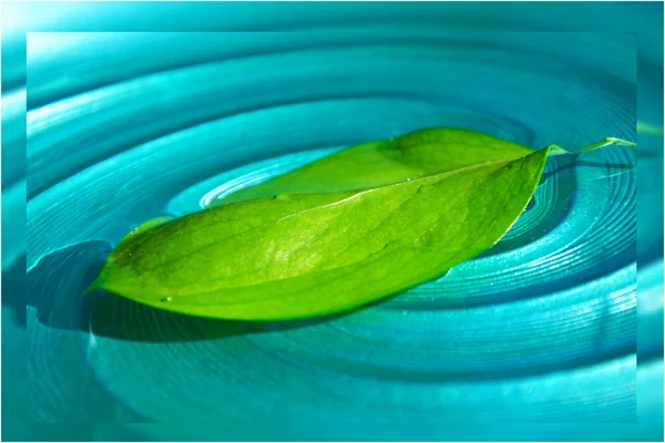 Foglia verde in acqua — Foto Stock