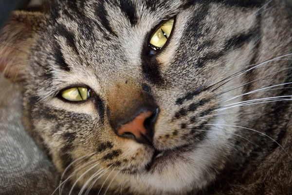 Cara de gato de cerca — Foto de Stock