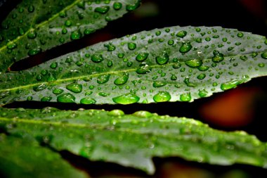 yağmurdan sonra - yaprak üzerinde yağmur damlaları