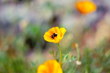 California haşhaş çiçek pollinating bumble bee