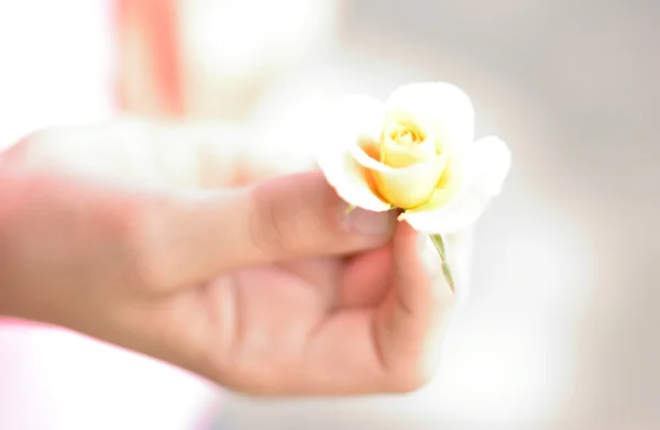 Mão segurando amarelo rosa dourada — Fotografia de Stock