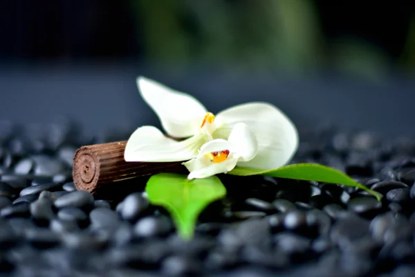 Black Spa Rocks & White Flower Stock Photo