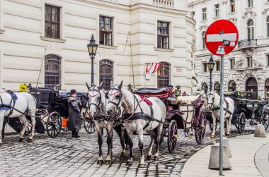 Viyana 'nın atları