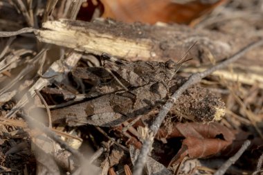 Birbirinin üstünde oturan iki kahverengi çekirge.