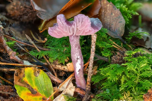 フォレストフロアの葉と松の針の間に小さな紫色の漆漏斗 — ストック写真