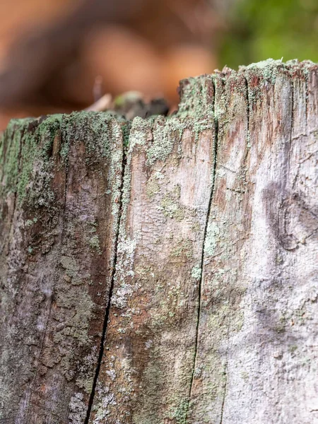 Hladký shnilý pařez se lišejníkem a kopírovacím prostorem — Stock fotografie