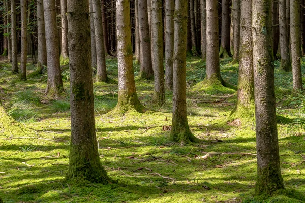 Pavimento forestale coperto di muschio tra tronchi di abete rosso al sole — Foto Stock